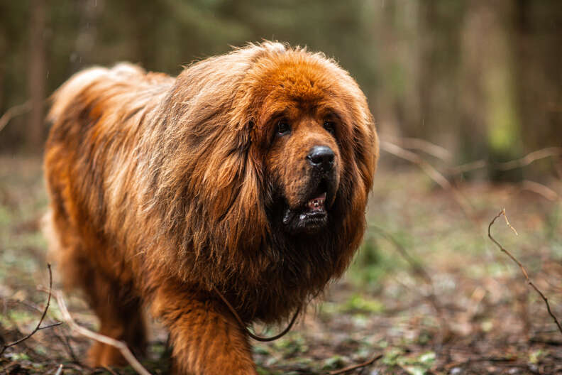 Big fluffy dog looks like 2024 a bear