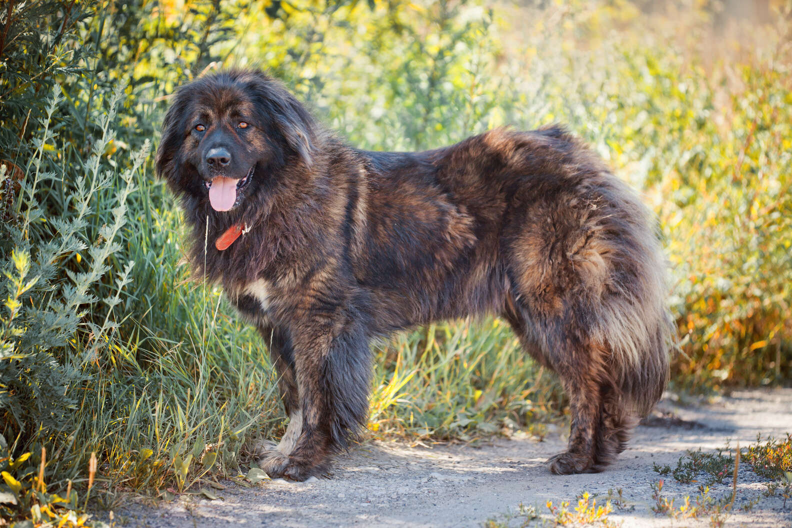 10 Dogs That Look Like Bears, Plus 10 More That Look Like Teddy Bears ...