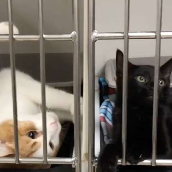 two cats in side-by-side cages 
