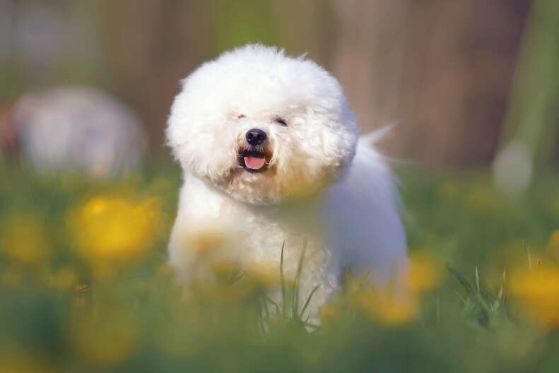 Little bear looking dog sales