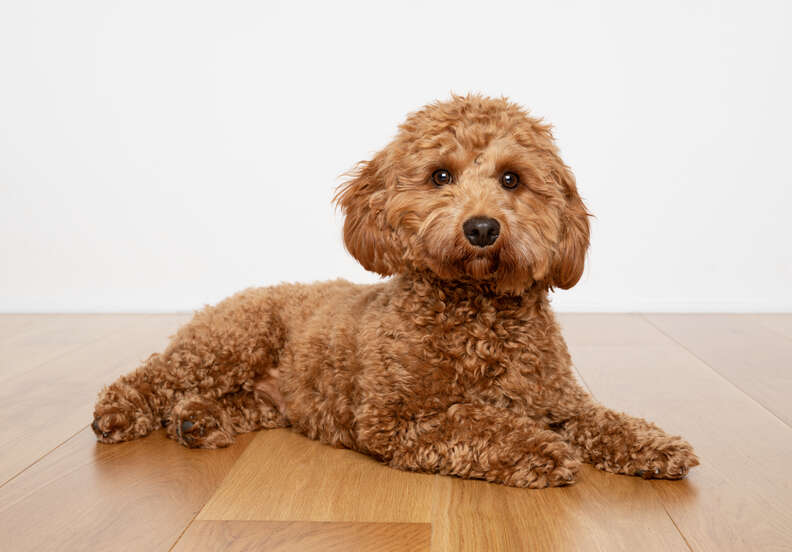 Small dog that looks like a store teddy bear