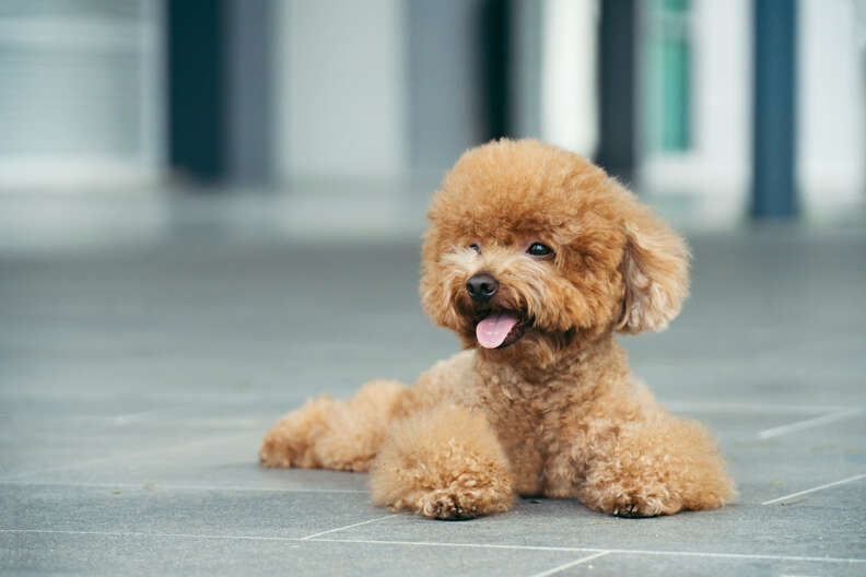 Fuzzy Puppy Toy Poodle