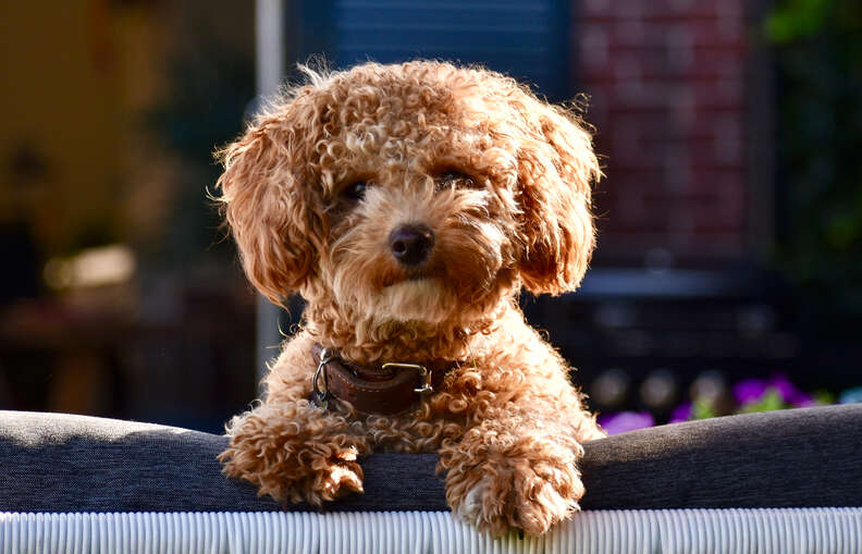 Chinese teddy cheap bear dog