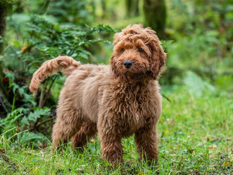 Big fluffy outlet teddy bear dogs