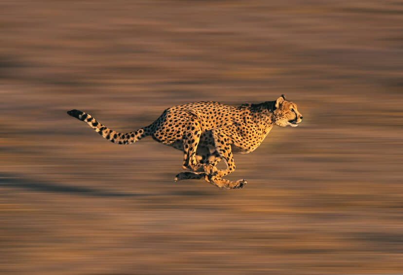 antelope running from cheetah