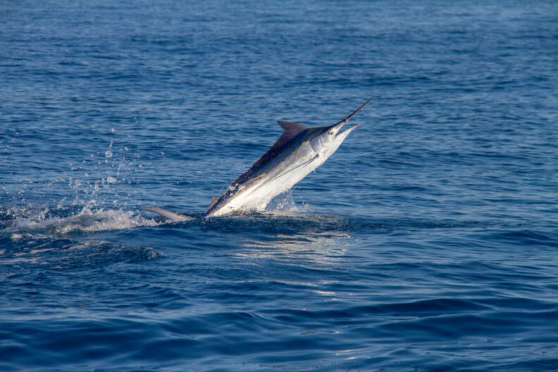 black marlin