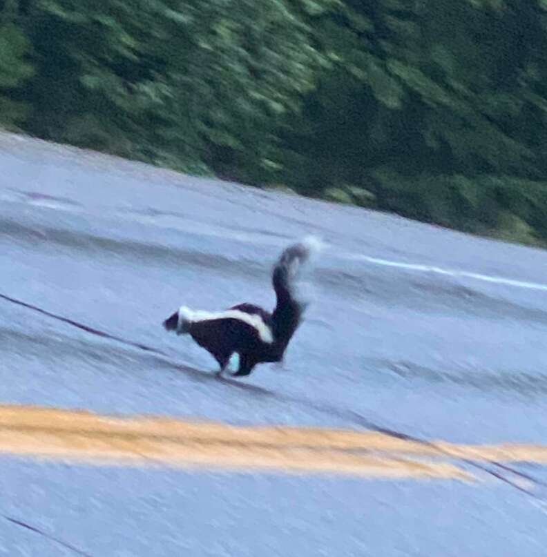 skunk running across road
