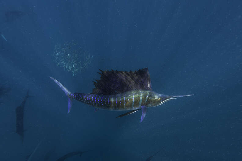 sailfish