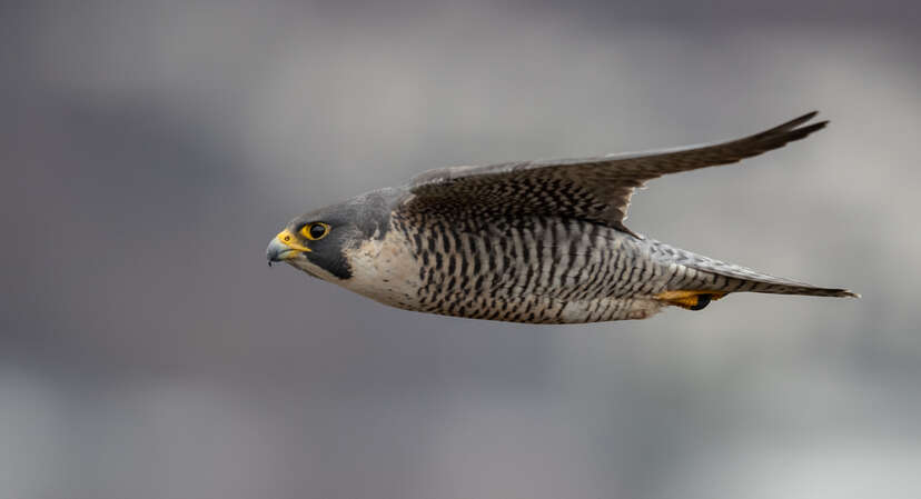 Fastest Animal In The World: Here Are The 6 Quickest Animals By Land, Sea And Air - DodoWell - The Dodo Fastest Animal In The World: Here Are The 6 Quickest Animals By Land, Sea And Air - DodoWell - The Dodo