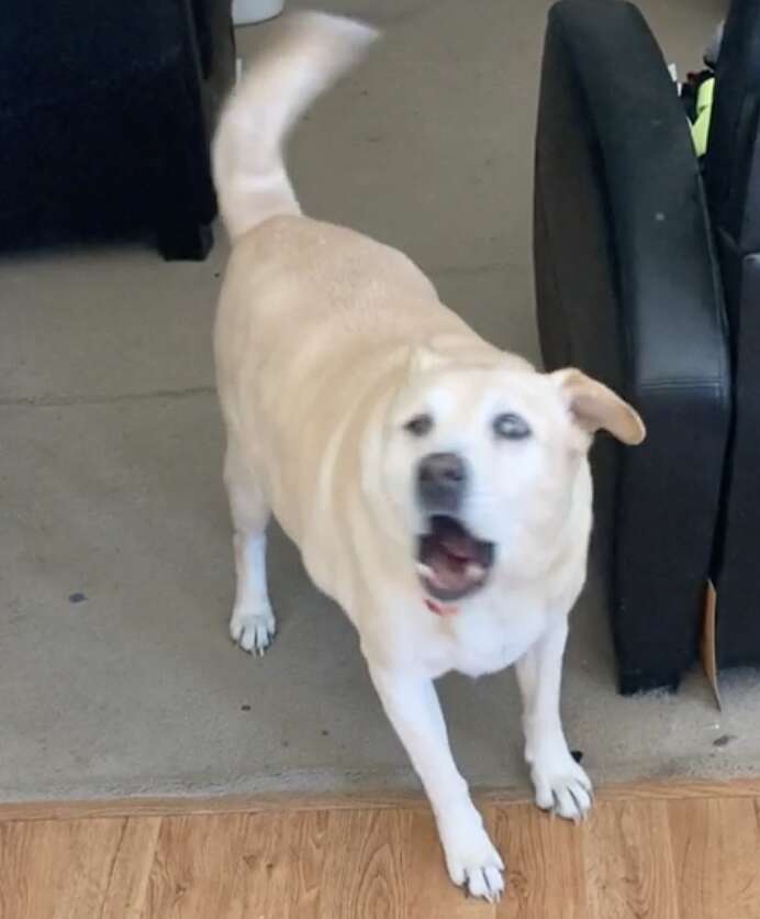 Senior Dog Buddy Begs Family To Go To His Favorite Place - The Dodo