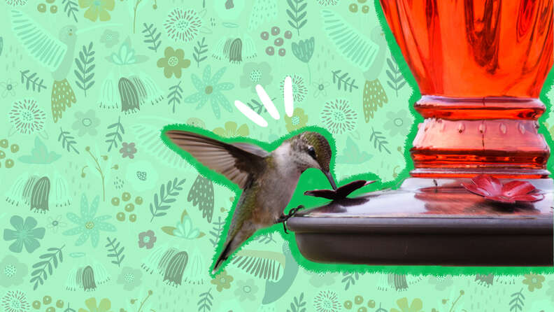 This is another simple way to create your own handheld hummingbird fee