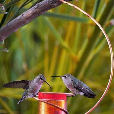 Best handmade hummingbird feeder: Copper Hummingbird Bee-Proof Feeder