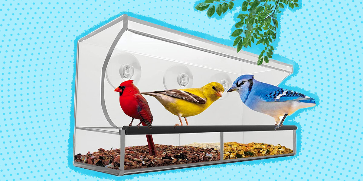 Window Bird Feeder: The Best Options You Can Buy For Indoor