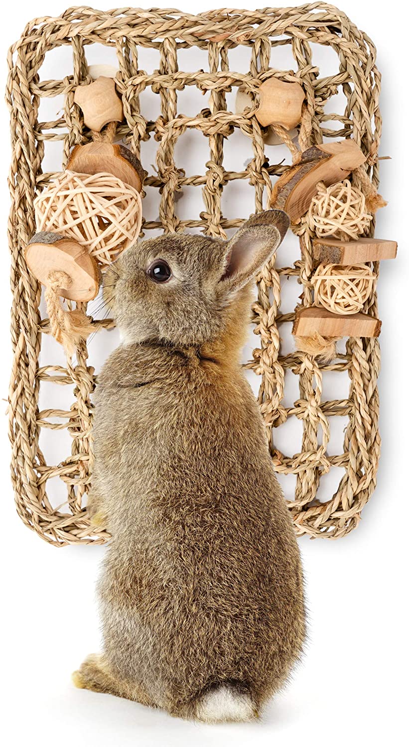 Bunny Vs Rabbit: Here Is The Difference Between These Two Animals