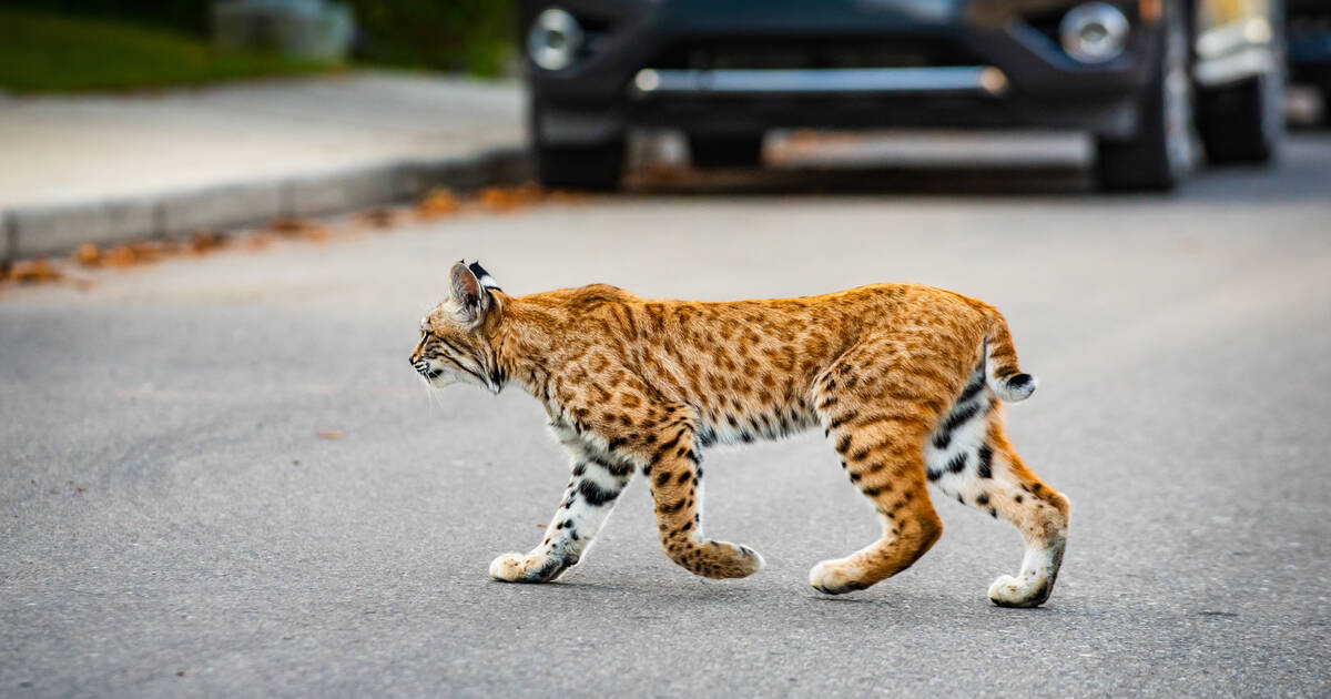 NY wants to bring bobcat hunting close to NYC