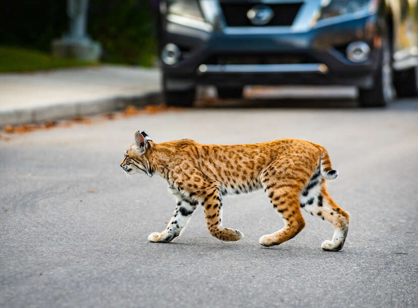 Pet bobcat escapes for seventh time, is on the loose in New Jersey – New  York Daily News