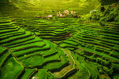 aerial view of rice patties surrounding a small village