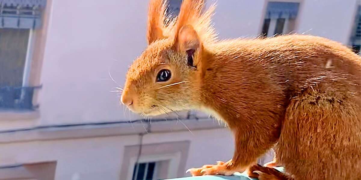 French Squirrel Goes Apartment Hunting For Her Babies Videos The Dodo