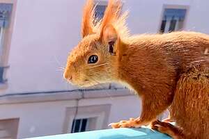 a squirrel on a ledge