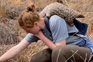 pangolin on a persons back