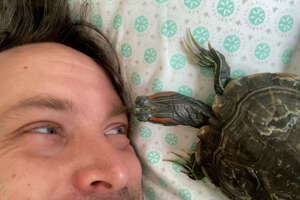 turtle looking at a man on his pillow