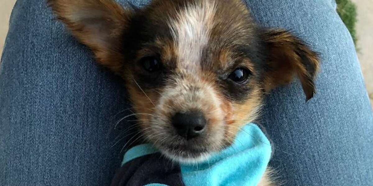 Tiniest Puppy Found Alone in a Dirty Bin Is Now Part Of The Family ...