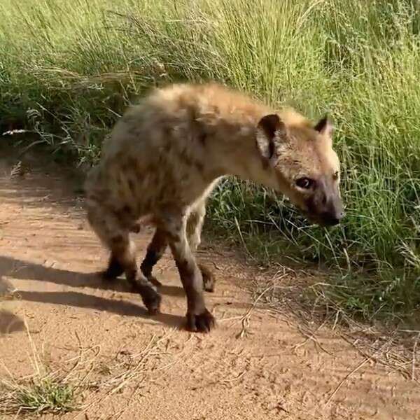 hyena walking on front legs