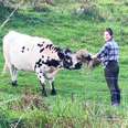 Couple Find A Terrified Cow At Their New House And Win Her Trust