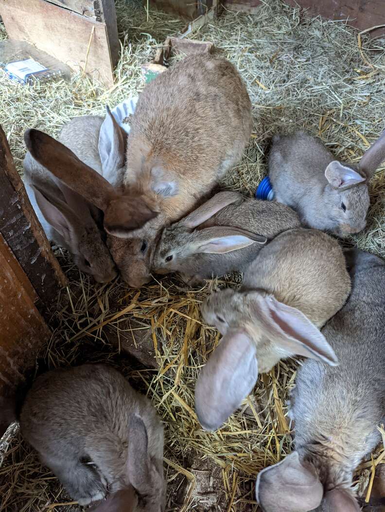 Rescue Rabbit Is As Big As A Medium-Sized Dog - The Dodo