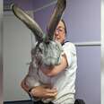 giant rabbit