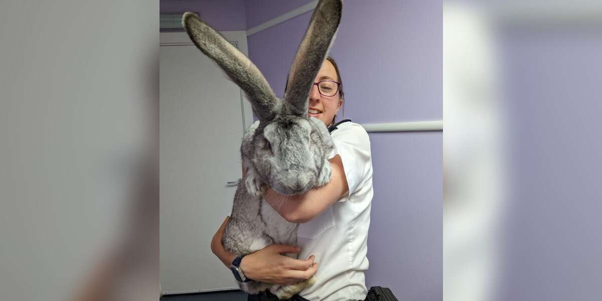 Rescue Rabbit Is As Big As A Medium-Sized Dog - The Dodo