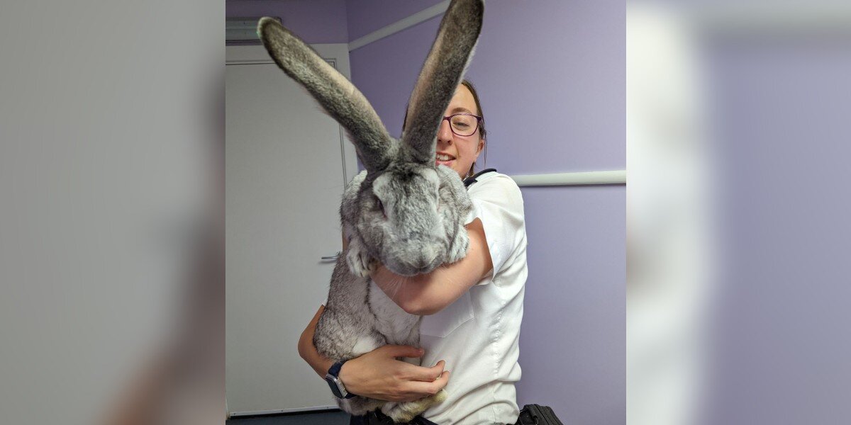 Rescue Rabbit Is As Big As A Medium-Sized Dog - The Dodo