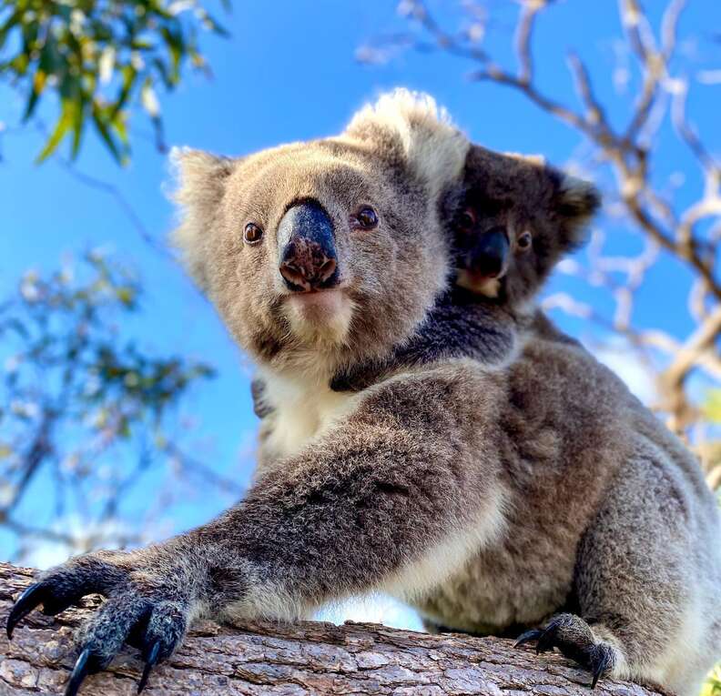Koala mom in a tree with baby