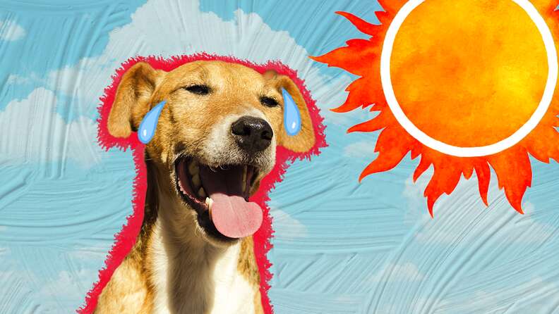 how to make your dog come in heat