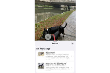 siri knowledge dog breed visual look up