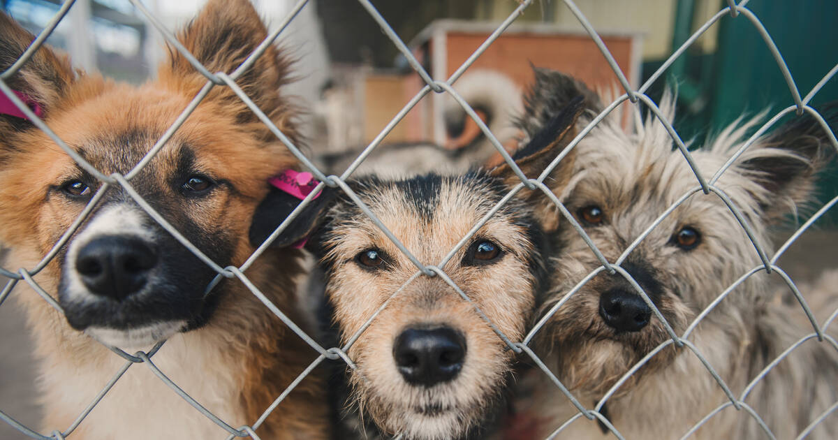 Many Animal Rescue Groups Are Cutting Or Waiving Adoption Fees For Dogs And  Cats To Help Overcrowded Shelters - DodoWell - The Dodo