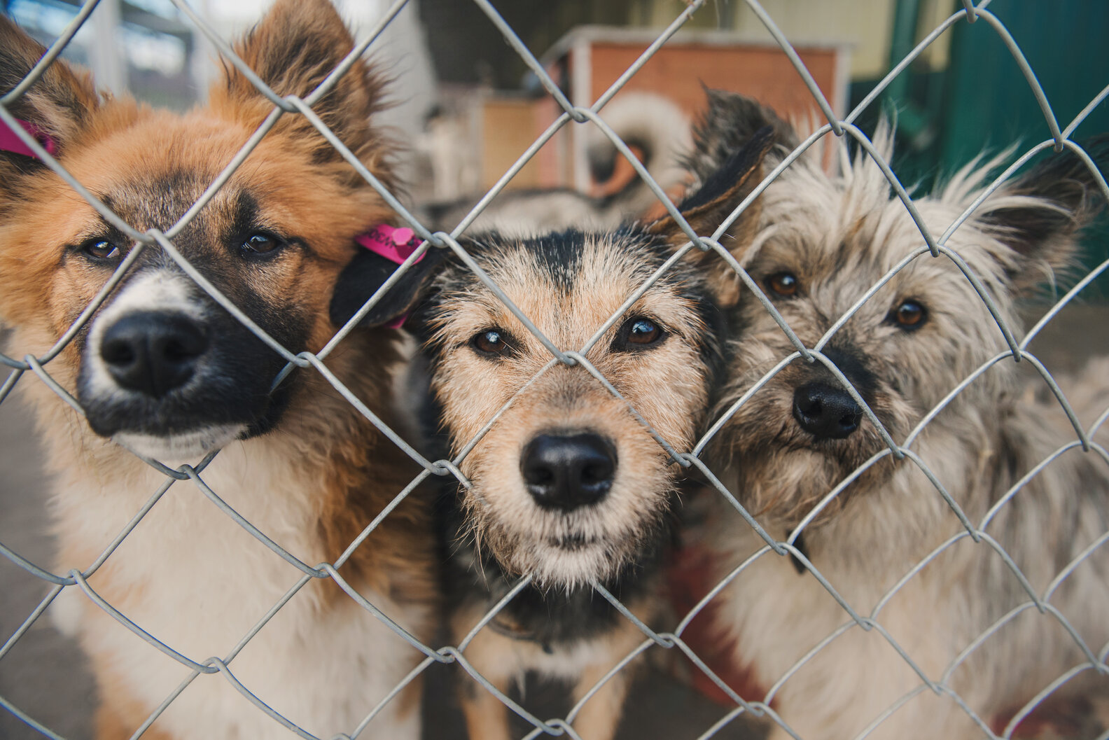 Many Animal Rescue Groups Are Cutting Or Waiving Adoption Fees For Dogs ...
