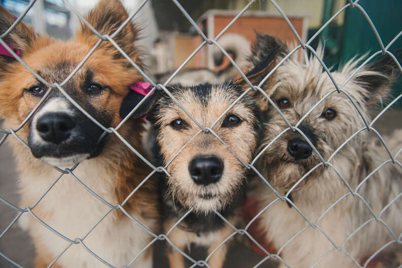 Dog store rescue groups