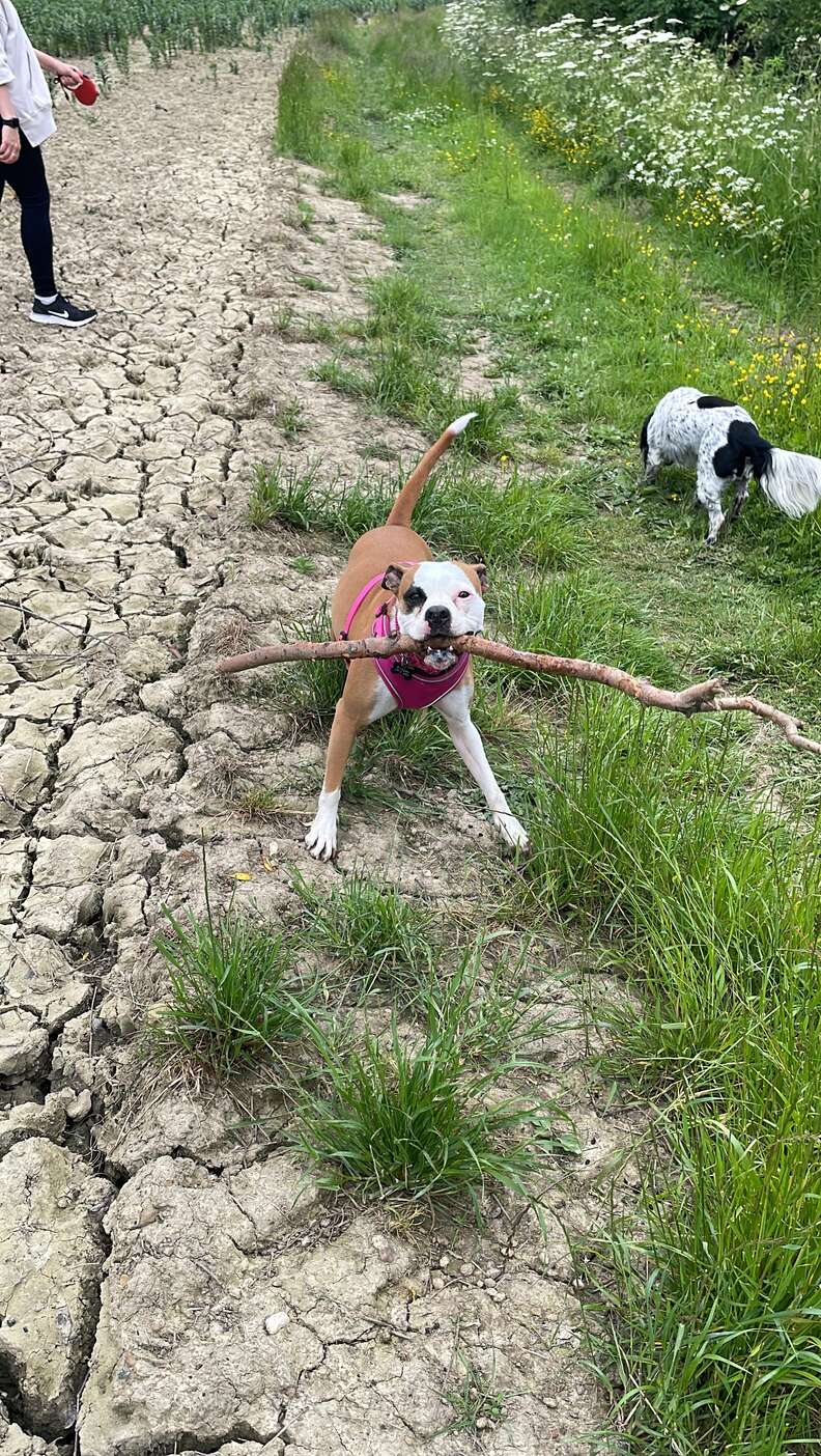 dog holding stick