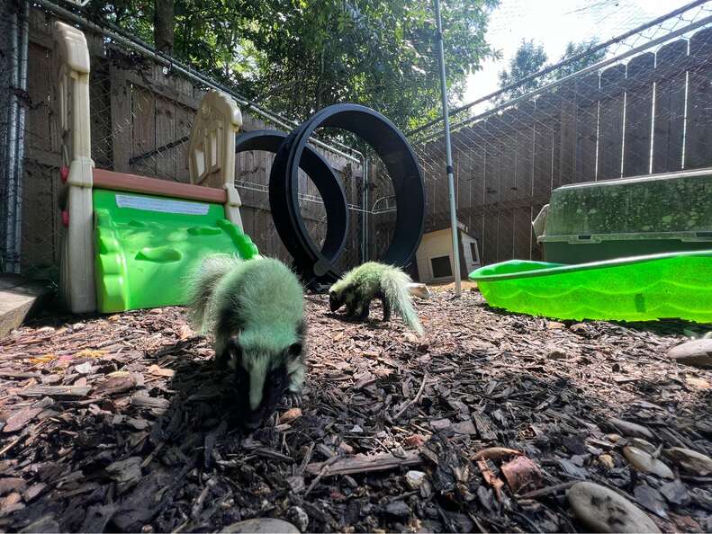 green skunks