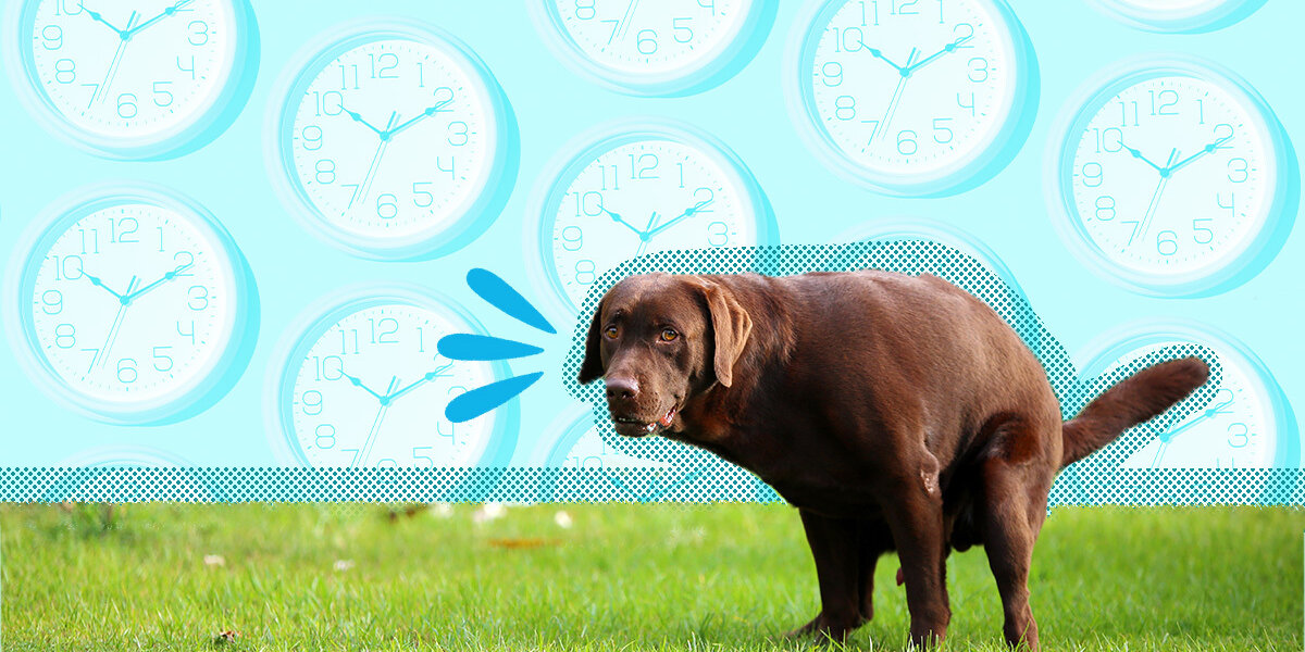 How to get a dog from pooping hot sale in the house
