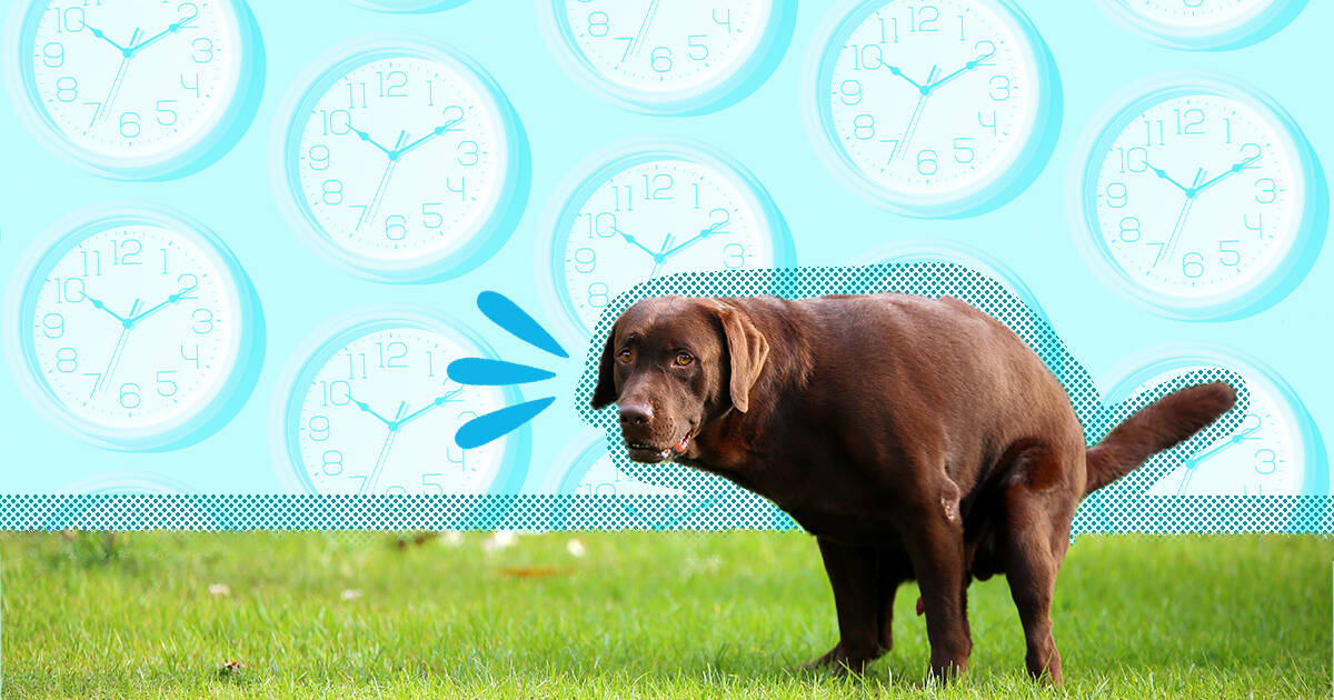 How To Make A Dog Poop Quickly Advice From A Vet Nurse DodoWell