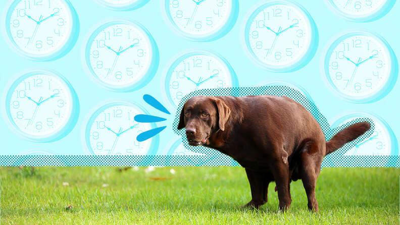 how often should dog poop