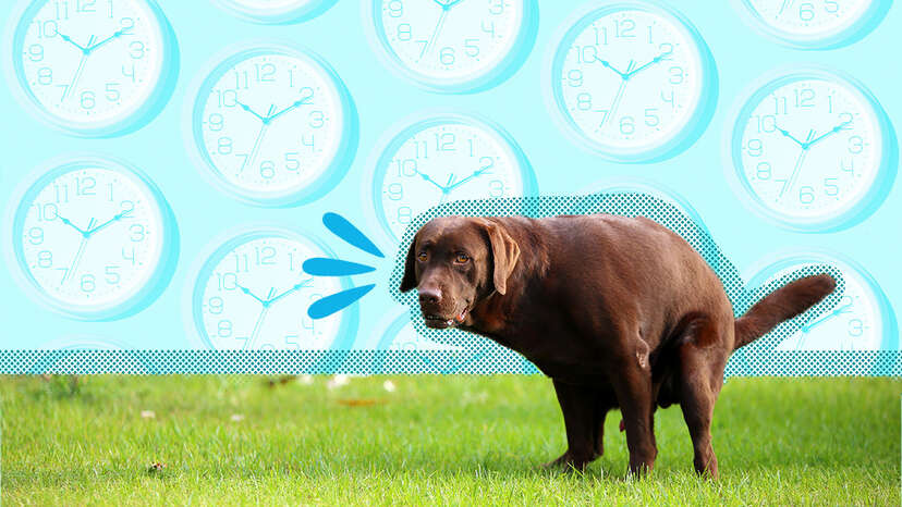 how long does it take a dog to poop