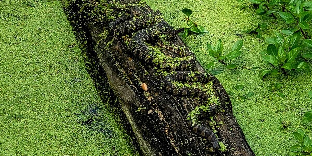 Mulher tira foto de cobra gigante e percebe que ele estava escondendo algo - O Dodô