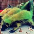 green skunks
