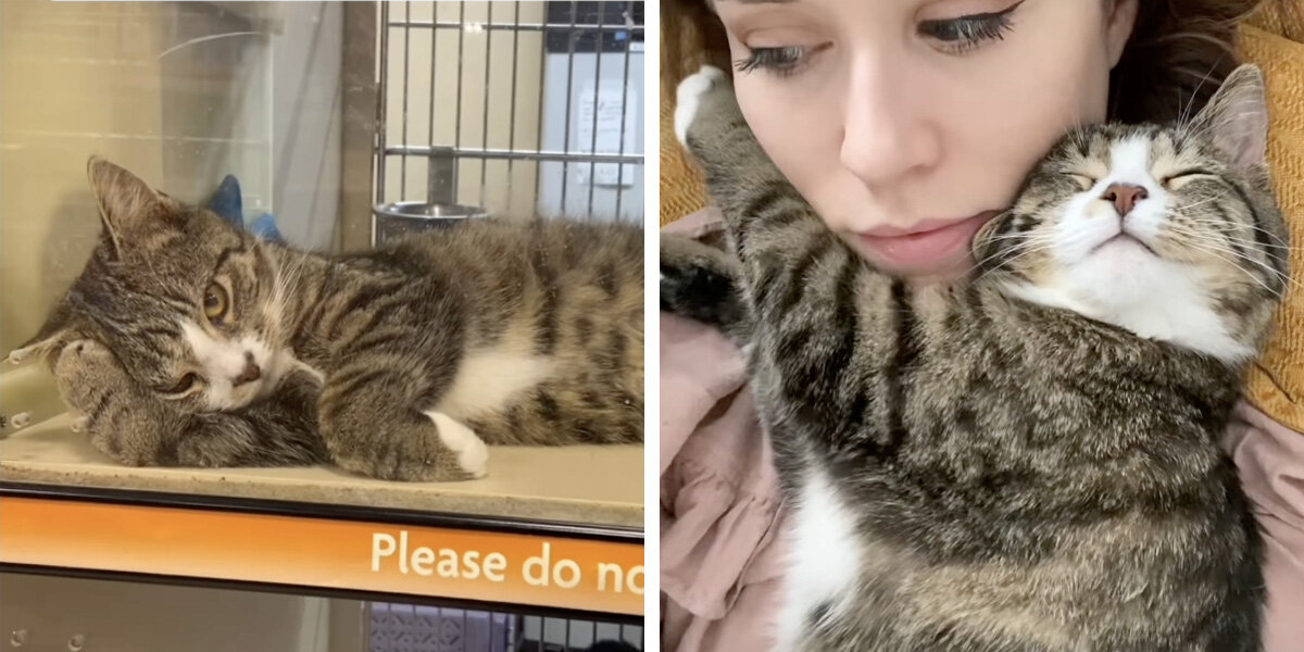 Heartwarming Video Shows What Love Does To A Sad Shelter Cat - The Dodo