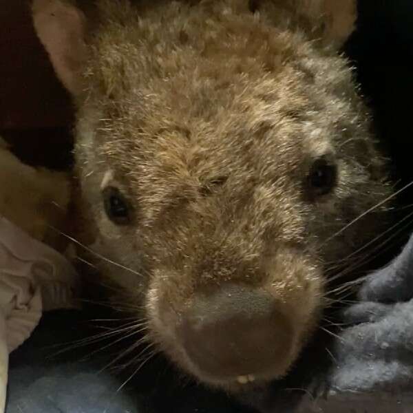 wombat looking at camera