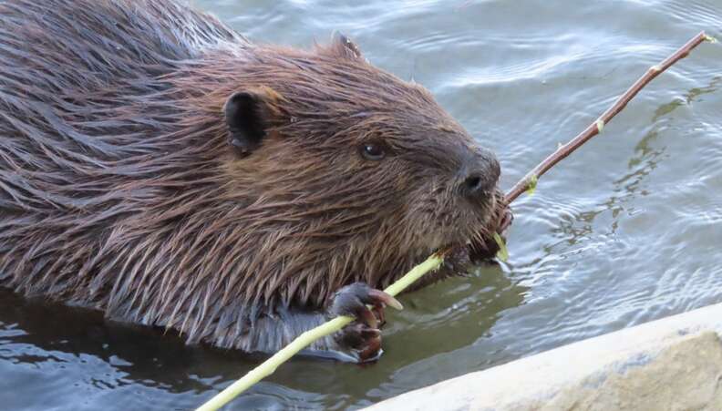 Nature photographer rescues man caught in beaver trap - CHVNRadio