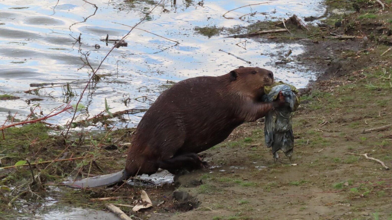 Guy Catches Beaver With Something Shocking In His Mouth - The Dodo